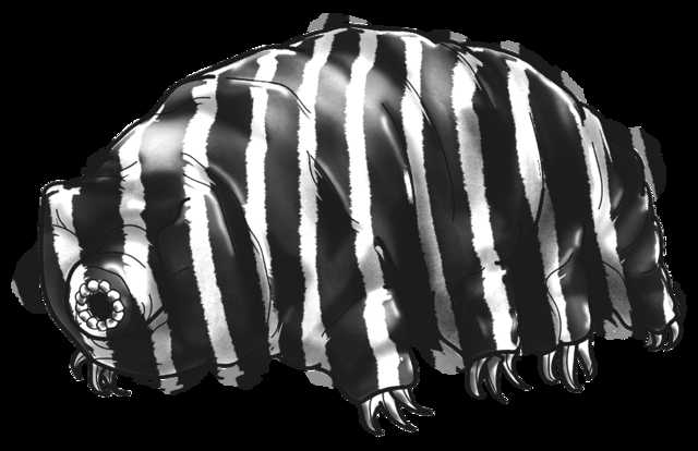 The original zebra-striped tardigrade image shared by Zooko